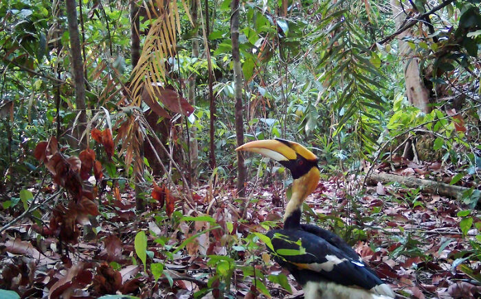 Great Hornbill