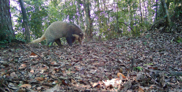 Greater Hog Badger In Pu Mat National Park, Vietnam