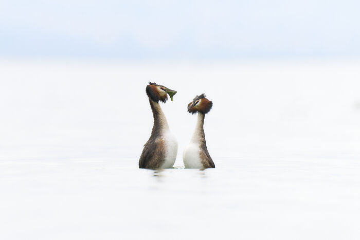 Grebes In Love