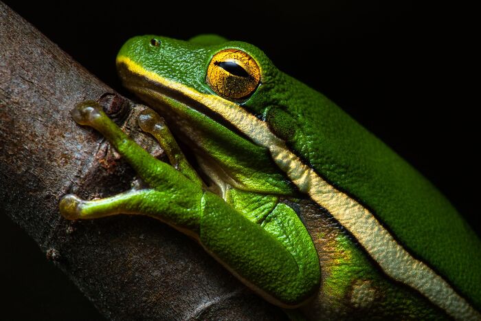 Macrophotography, Finalist: Green By Christopher Baker