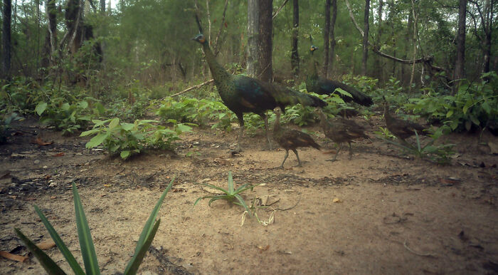 Green Peafowl, Virachey National Park, Cambodia