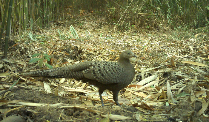 Grey Peacock-Pheasant (Polyplectron Bicalcaratum), Nam Khong National Park, Laos