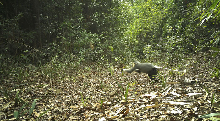 Grey-Shanked Douc, Nam Khong National Park, Laos