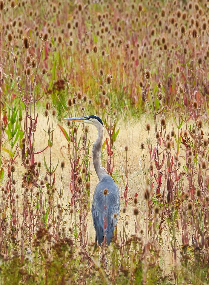 Birds, Finalist: Heron In A Teasel Dreamscape By Montoya Whiteman