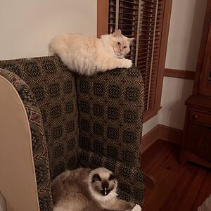 victoriaewarner119 avatar