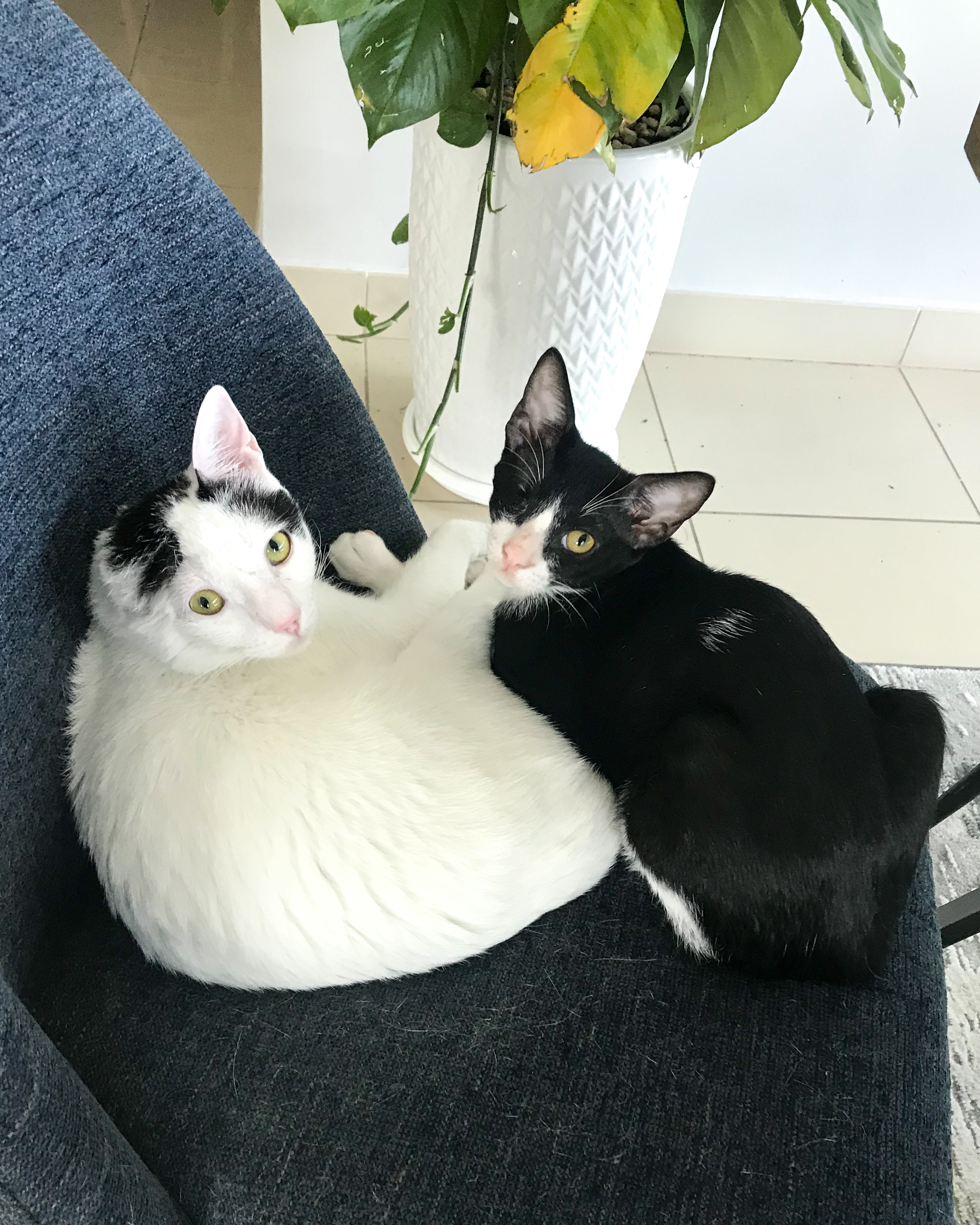 Gatinhos gravemente feridos encontrados nas ruas de Dubai fazem uma recuperação incrível com um veterinário atencioso