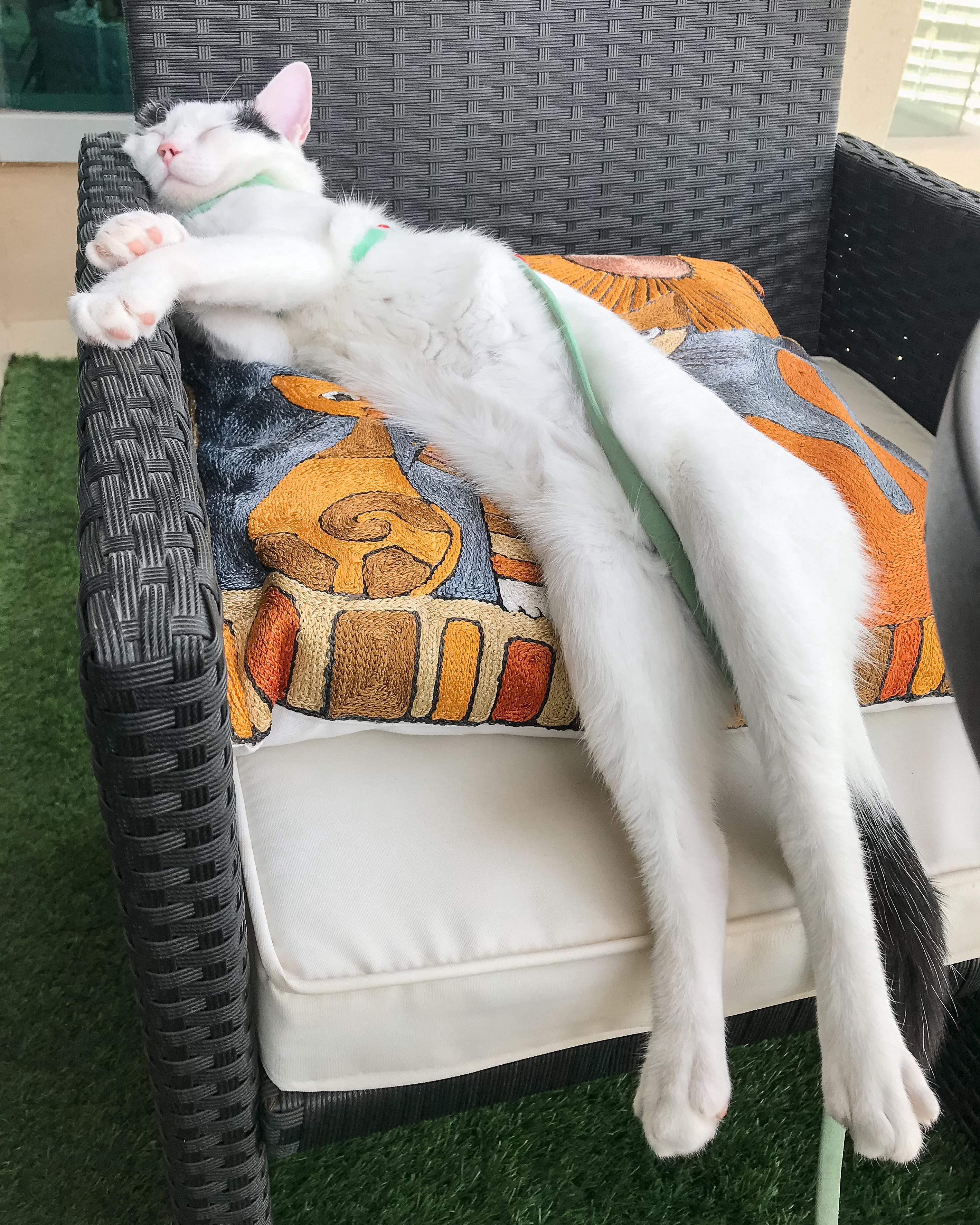 Gatinhos gravemente feridos encontrados nas ruas de Dubai fazem uma recuperação incrível com um veterinário atencioso