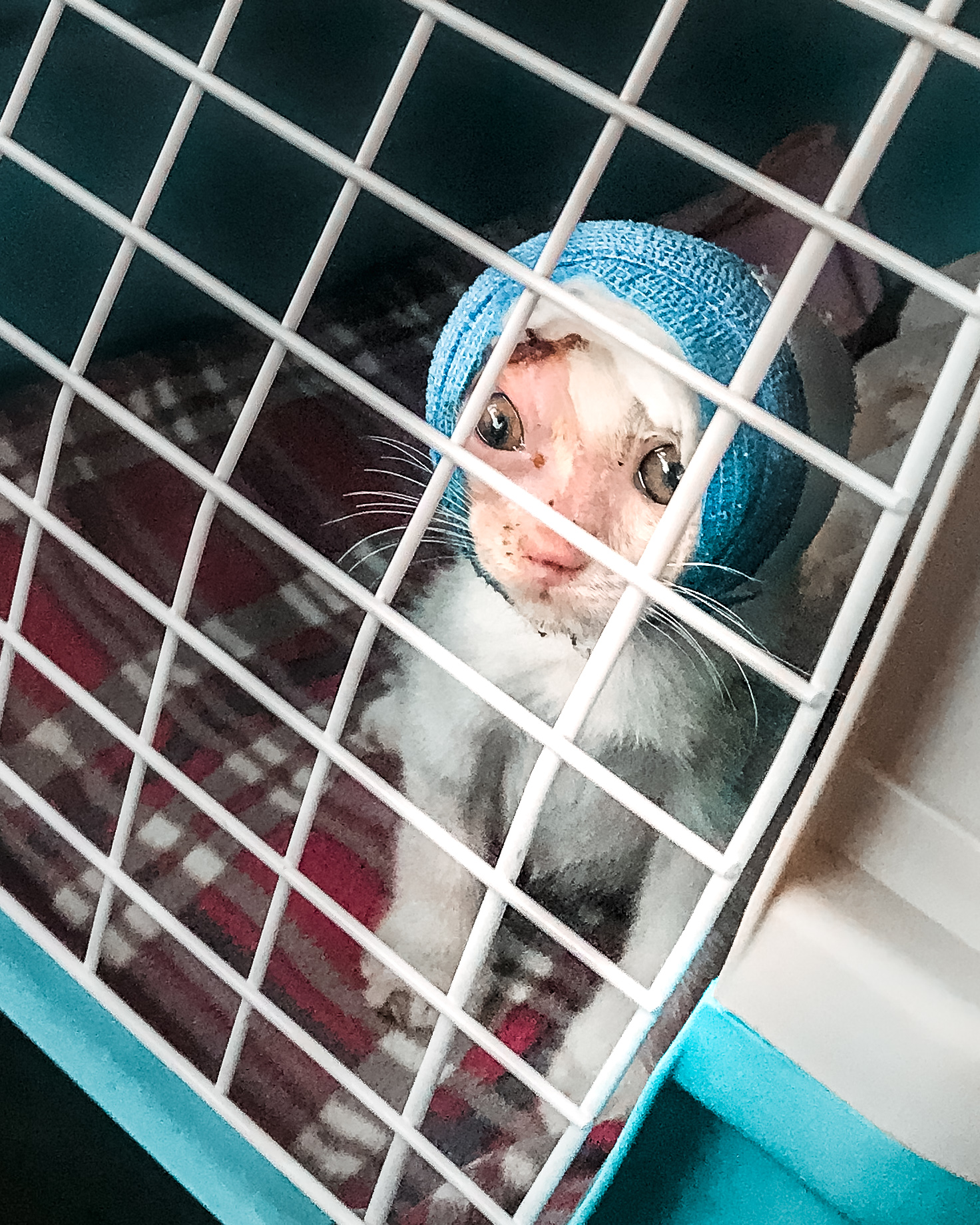 Two Severely Injured Kittens Found Love And a Forever Home Thanks To A Caring Vet