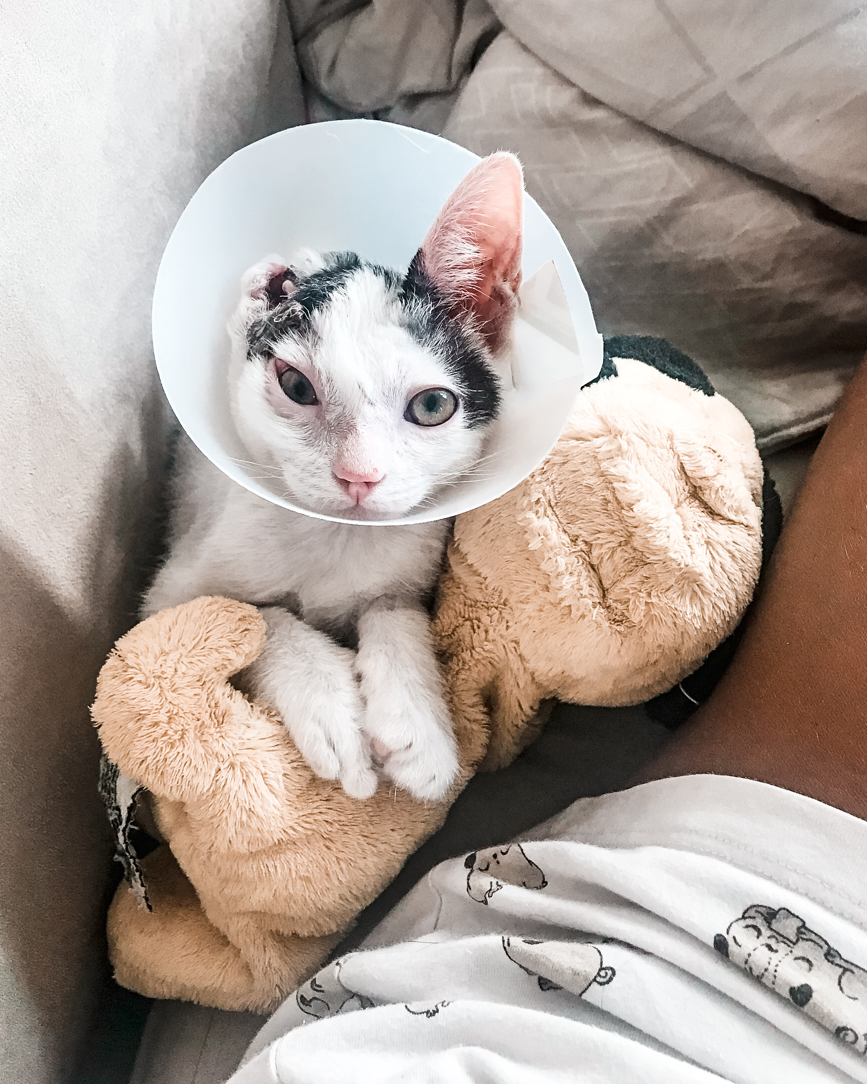 Gatinhos gravemente feridos encontrados nas ruas de Dubai fazem uma recuperação incrível com um veterinário atencioso