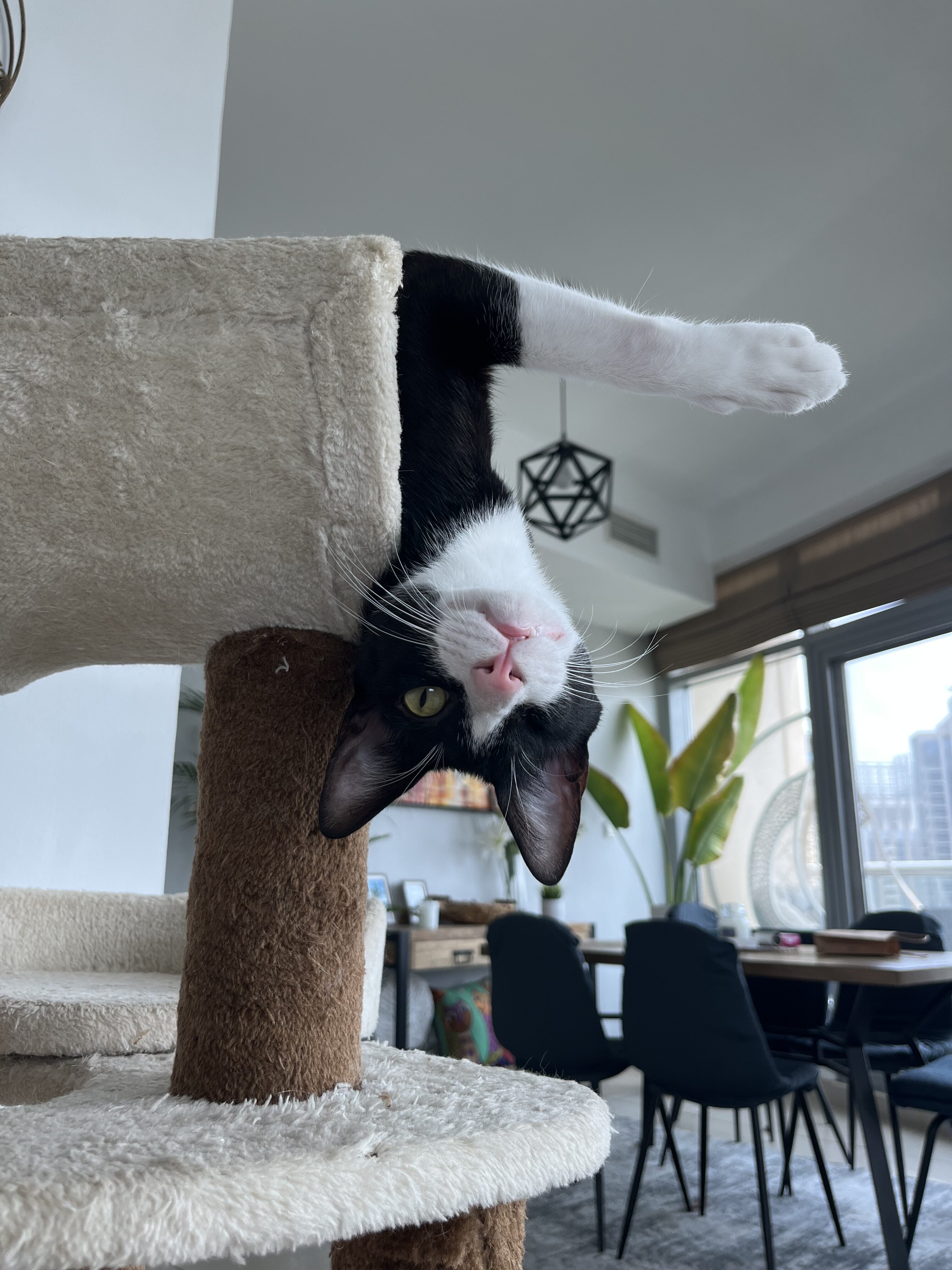 Gatinhos gravemente feridos encontrados nas ruas de Dubai fazem uma recuperação incrível com um veterinário atencioso