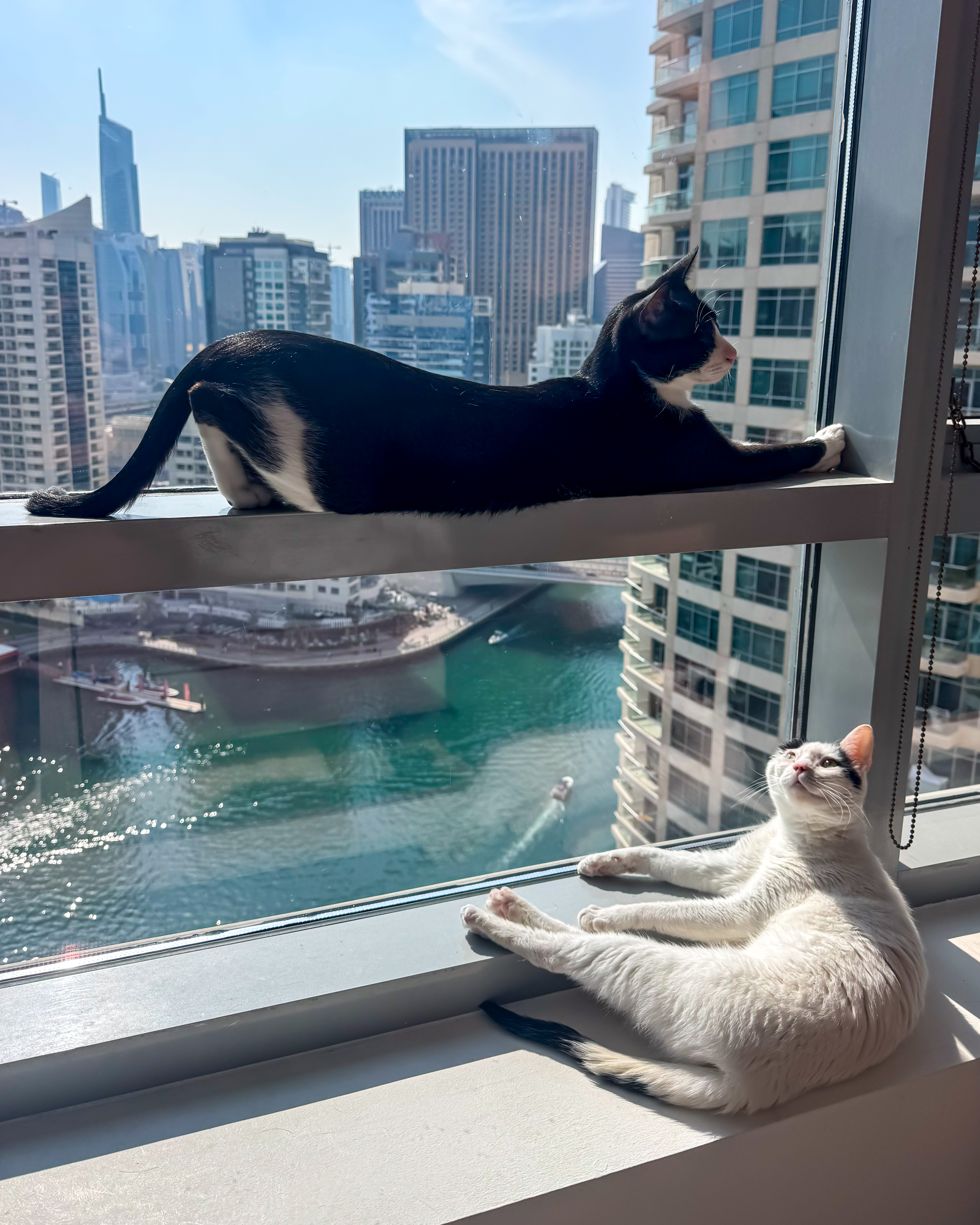 Gatinhos gravemente feridos encontrados nas ruas de Dubai fazem uma recuperação incrível com um veterinário atencioso