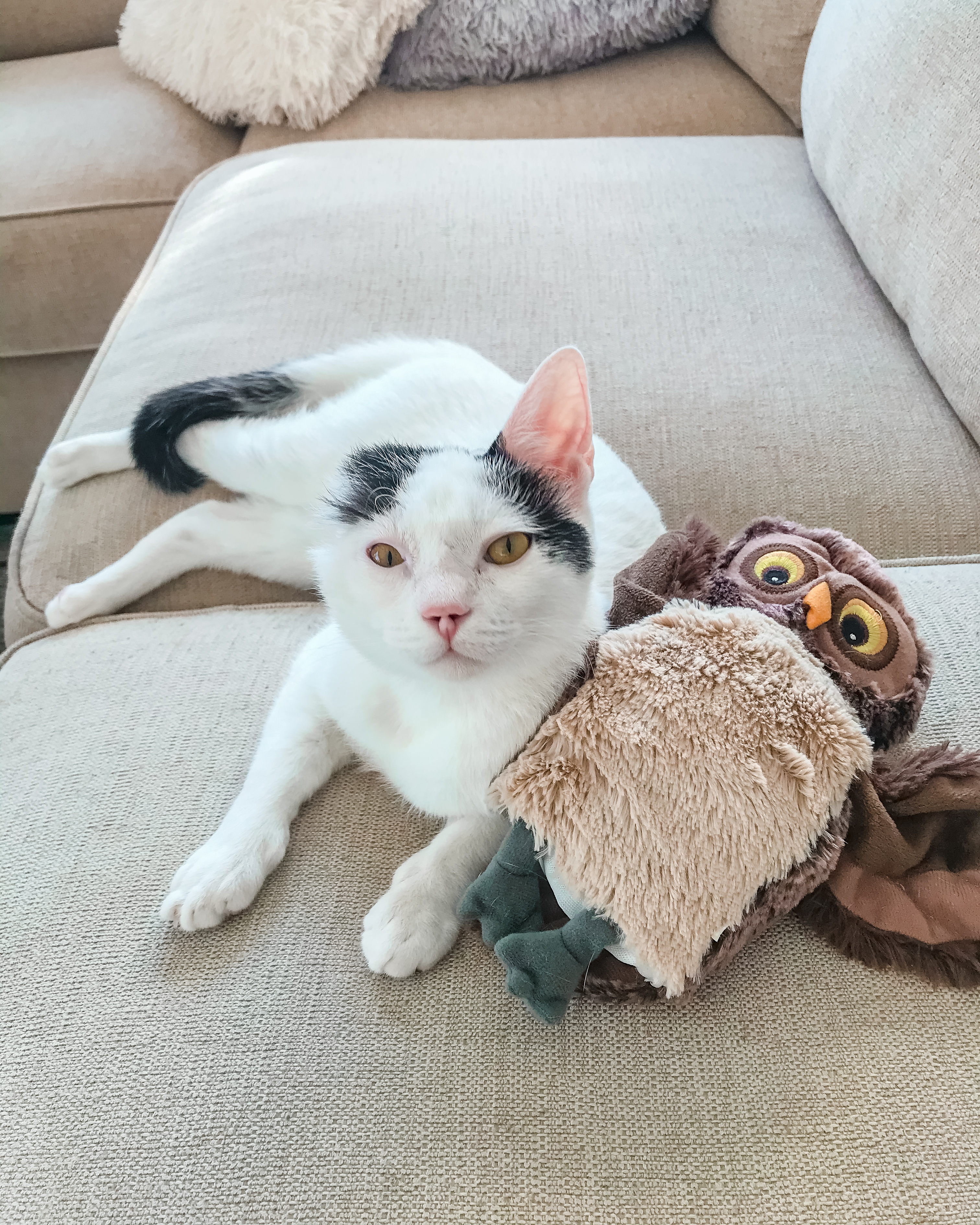 Gatinhos gravemente feridos encontrados nas ruas de Dubai fazem uma recuperação incrível com um veterinário atencioso