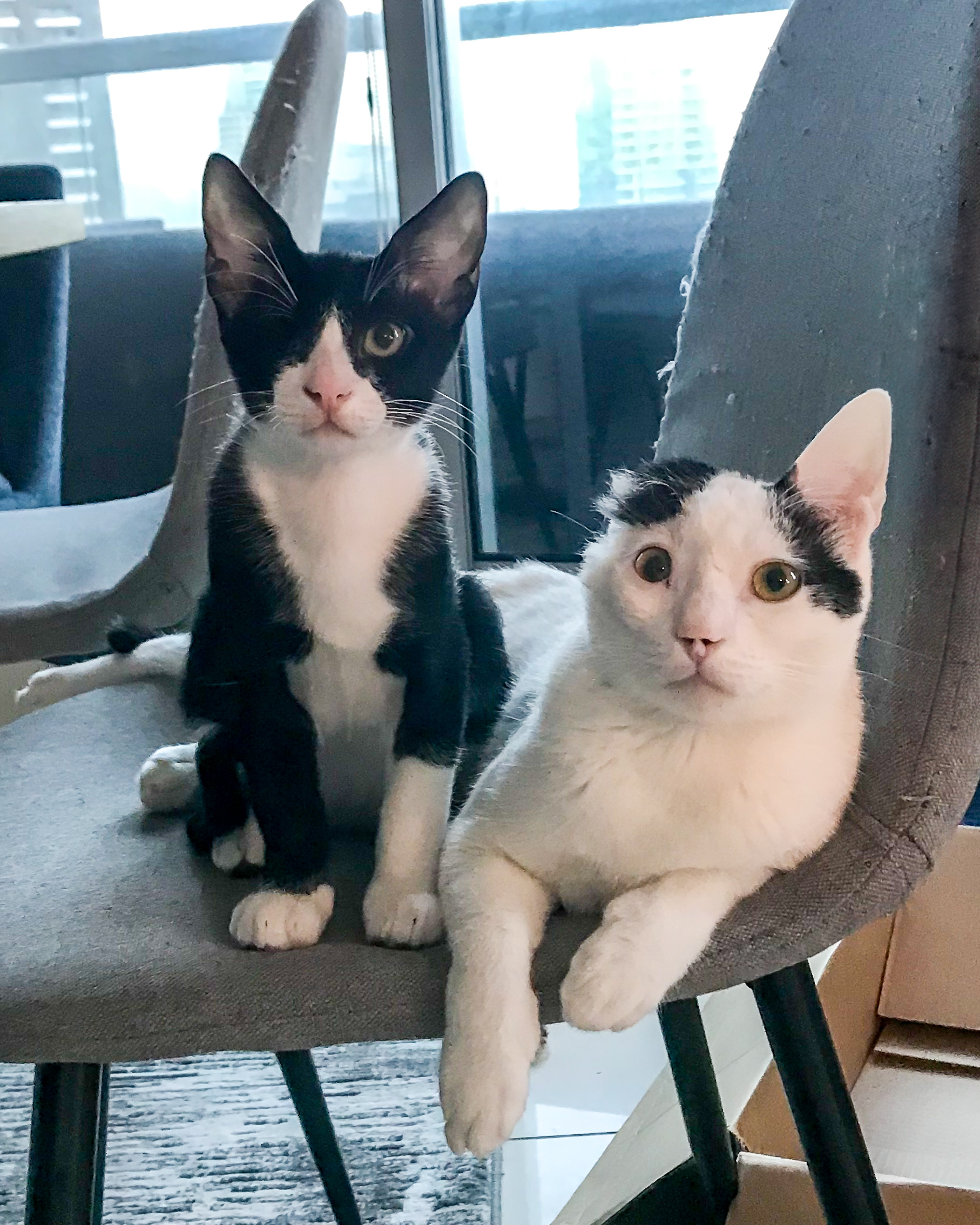 Gatinhos gravemente feridos encontrados nas ruas de Dubai fazem uma recuperação incrível com um veterinário atencioso