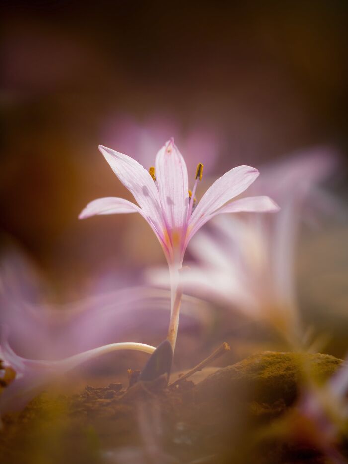 Plant Life, Finalist: Invisible Touch By Ioannis Papadakis Ploumidis