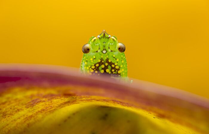 Macrophotography, Finalist: Katydid Portrait By Laurent Hesemans