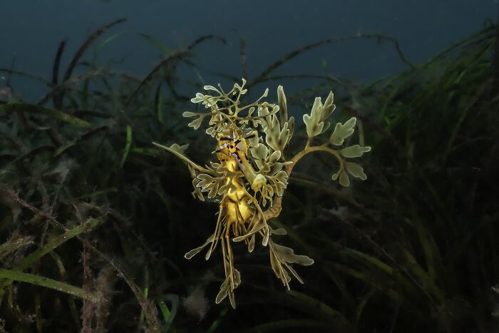 Underwater, Finalist: Land Of Dragons By Rowan Dear