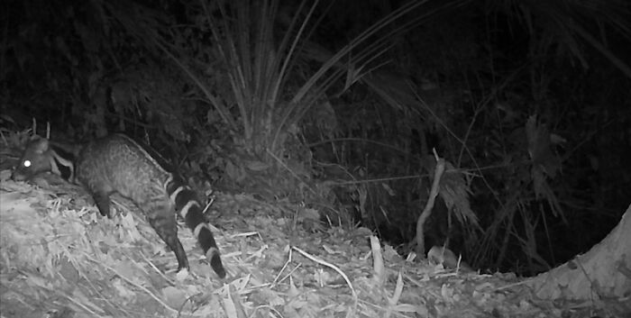 Large Indian Civet In Pu Mat National Park, Vietnam