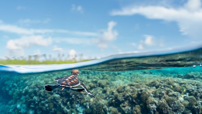 Sharing The Planet, Finalist: Last Glance By Théo Guillaume