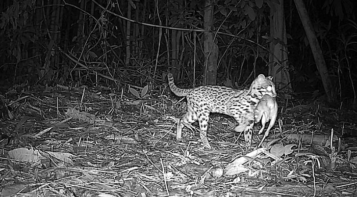 Leopard Cat With Prey In Chu Mom Ray National Park