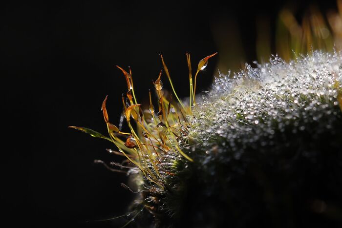 Plant Life, Finalist: Les Radieuses By Billien Isabelle