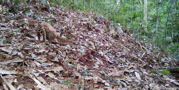 Mainland Leopard Cat In Pu Mat National Park, Vietnam