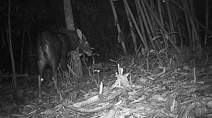 Mainland Serow, Nam Khong National Park, Laos