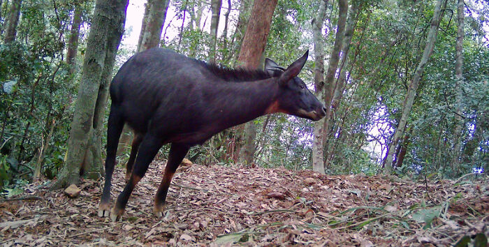 Mainland Serow In Pu Mat National Park, Vietnam