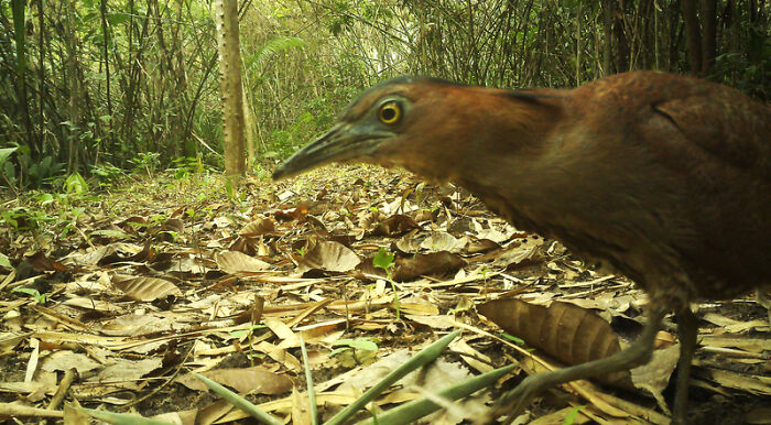 Malayan Night Heron, Nam Khong National Park, Laos