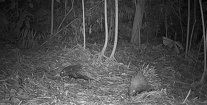 Malayan Porcupine In Pu Mat National Park, Vietnam