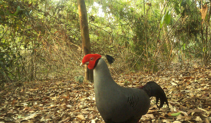 Male Siamese Fireback, Nam Khong National Park, Laos
