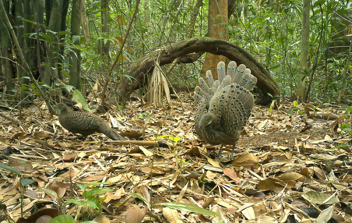Male Grey Peacock-Pheasant Displaying