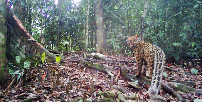 Marbled Cat In Pu Mat National Park, Vietnam