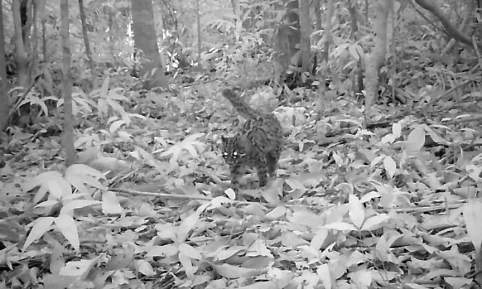 Marbled Cat