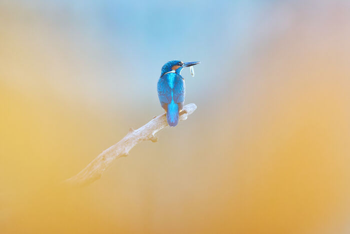 Martino Foliage E Pesce