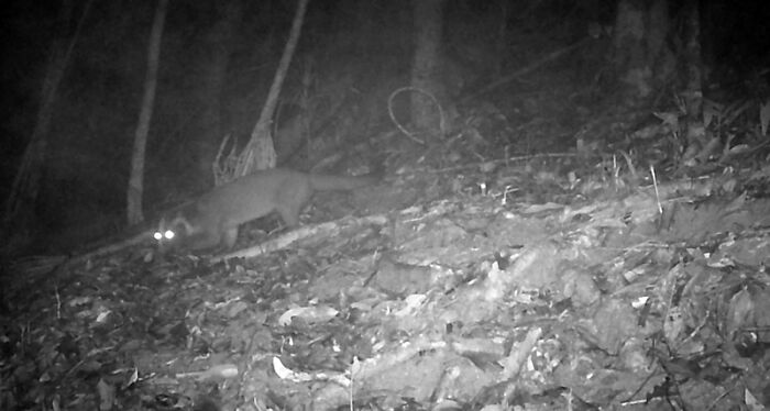 Masked Palm Civet In Chu Mom Ray National Park