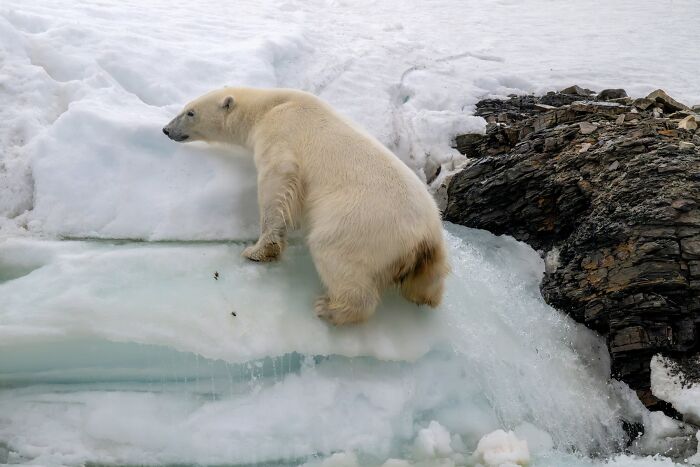Environmental Impact, Finalist: Melting Arctic By Seppo Tuomaala