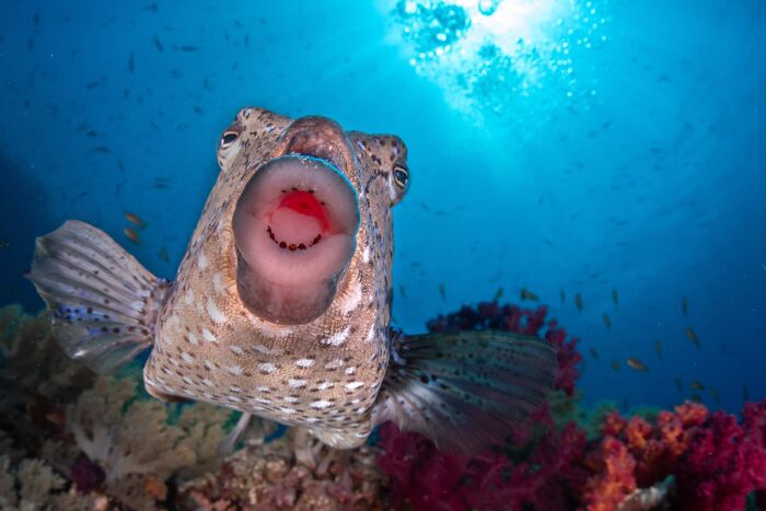 Funny Nature, Finalist: Mirror, Mirror In The Lens By Saad Alaiyadhi