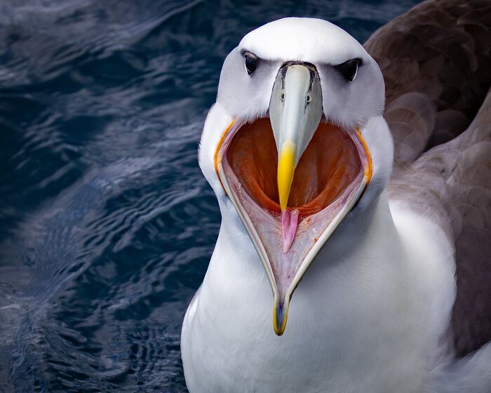 Funny Nature, Finalist: Molly's Maw By Tom Hendrickson