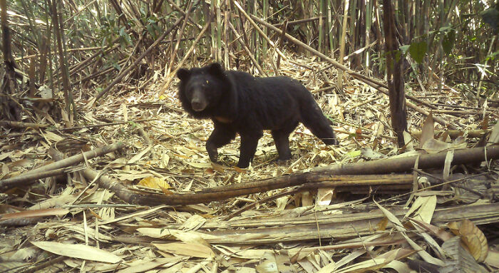 Moon Bear (Asiatic Black Bear)