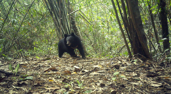 Moon Bear In Chu Mom Ray National Park