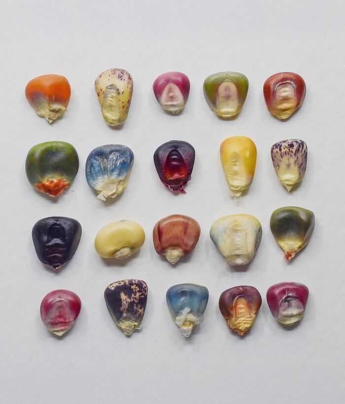 Maize Diversity, Colorful Seeds Of A Few Corn Cultivars