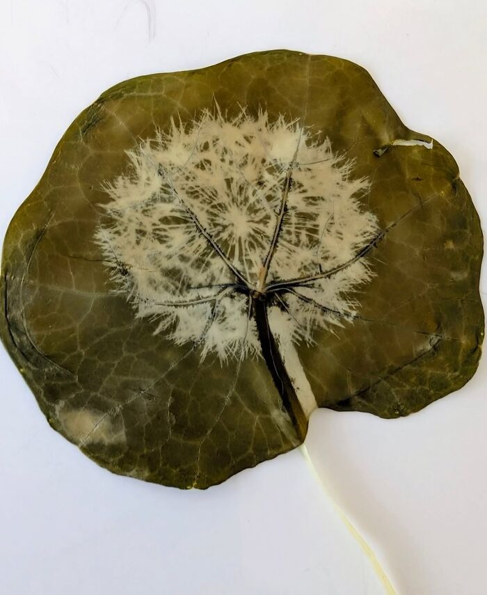 Chlorophyll Printing