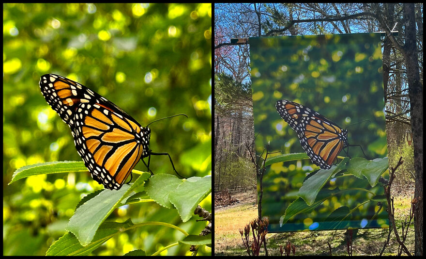 Nature In Focus: Nadira Gupta&rsquo;s Vision Comes Alive At Art In The Park