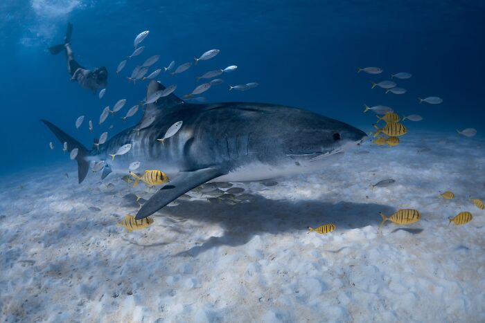 Sharing The Planet, Finalist: Natural Interactions By Daniel Browne