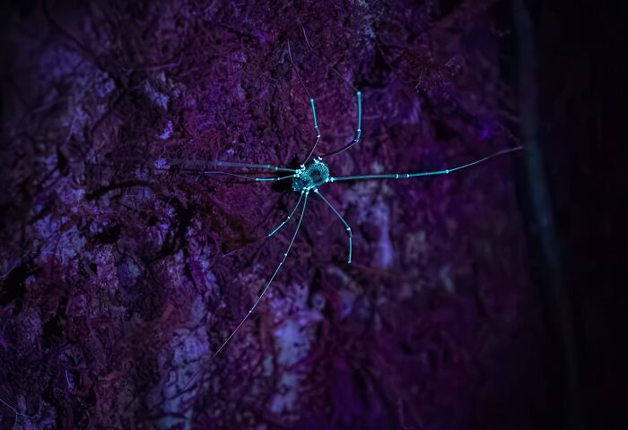 Night World, Finalist: Night Walker By David Kleidermacher