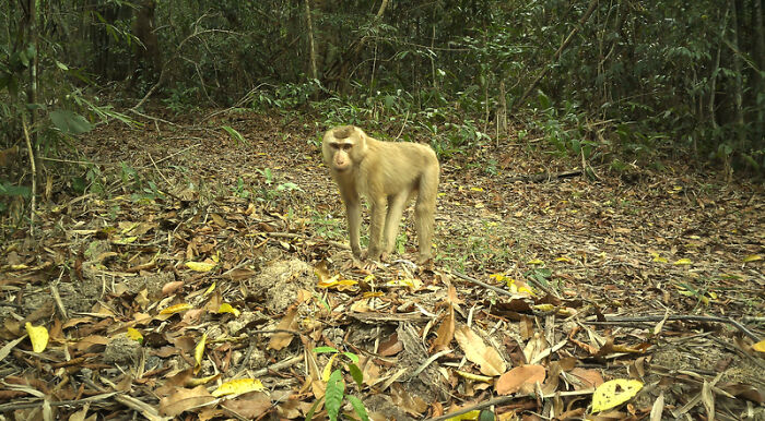 Northern Pig-Tailed Macaque (Macaca Leonina), Nam Khong National Park, Laos