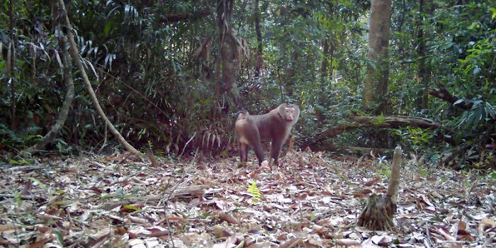 Northern Pig-Tailed Macaque In Pu Mat National Park, Vietnam