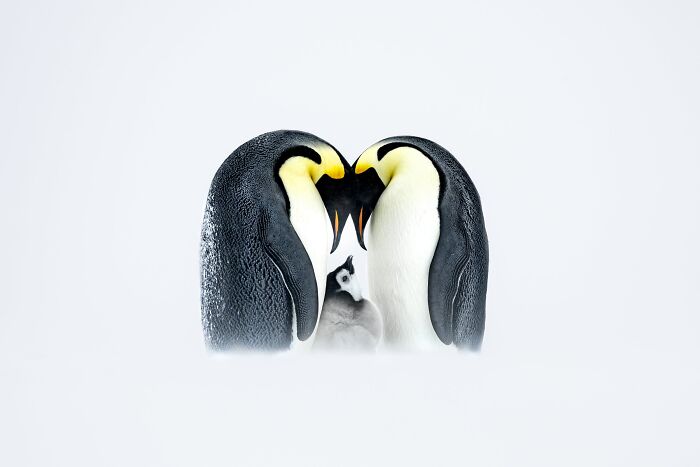 Birds, Finalist: Parenting Goals By Thomas Vijayan