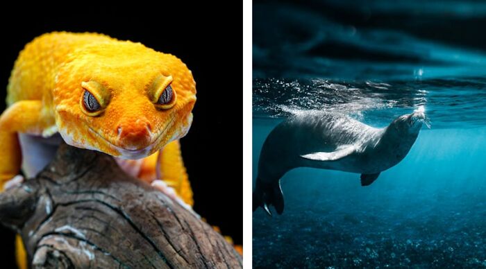 Close-up of an orange gecko on wood and a seal swimming underwater.