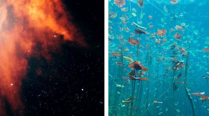 Split image showing an orange space nebula on the left and underwater plants floating in clear water on the right.
